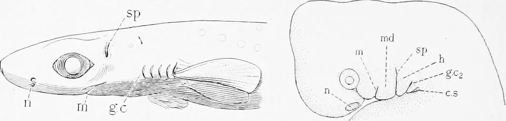 An illustration from Stöhr's histology, arranged upon an embryological basis, 1906, leaf 181