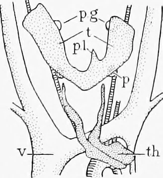 An illustration from Stöhr's histology, arranged upon an embryological basis, 1906, leaf 182