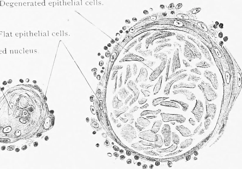 An illustration from Stöhr's histology, arranged upon an embryological basis, 1906, leaf 187