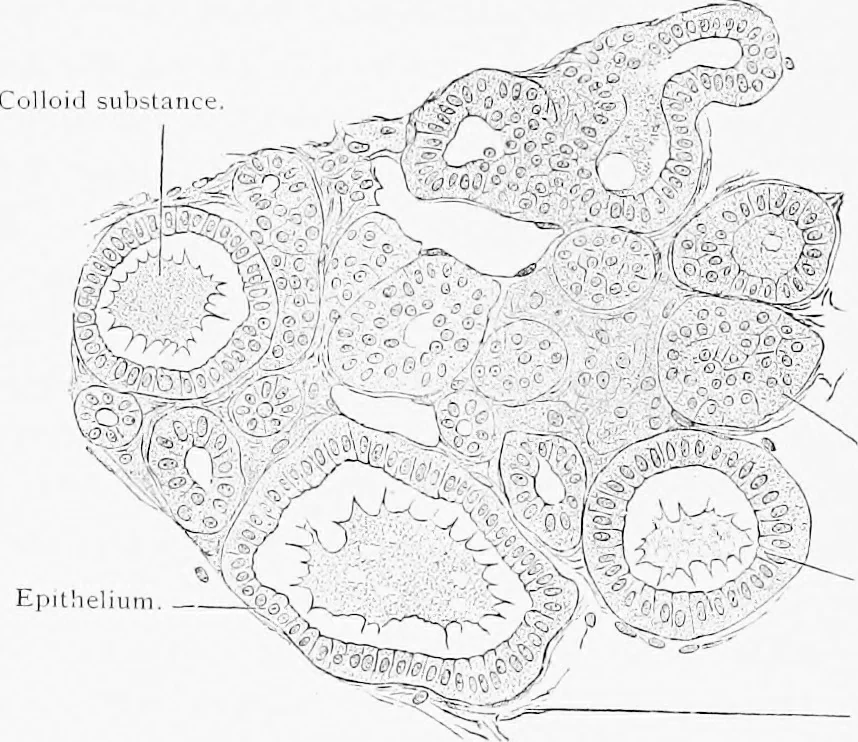 An illustration from Stöhr's histology, arranged upon an embryological basis, 1906, leaf 189