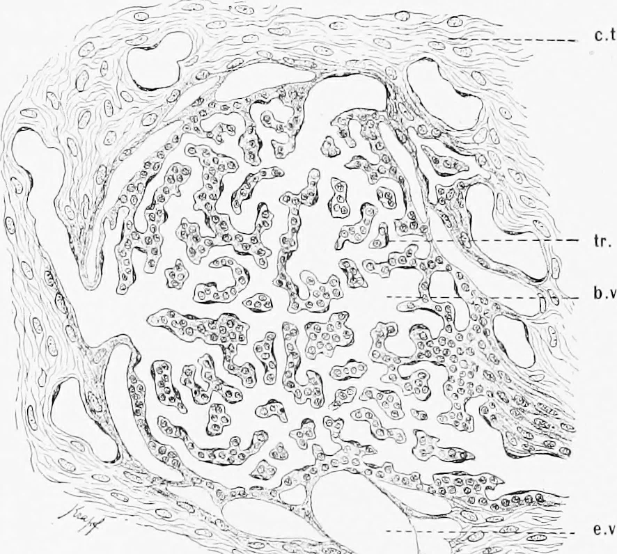 An illustration from Stöhr's histology, arranged upon an embryological basis, 1906, leaf 191