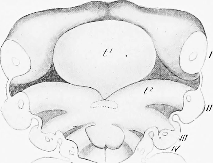 An illustration from Stöhr's histology, arranged upon an embryological basis, 1906, leaf 192