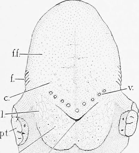 An illustration from Stöhr's histology, arranged upon an embryological basis, 1906, leaf 192