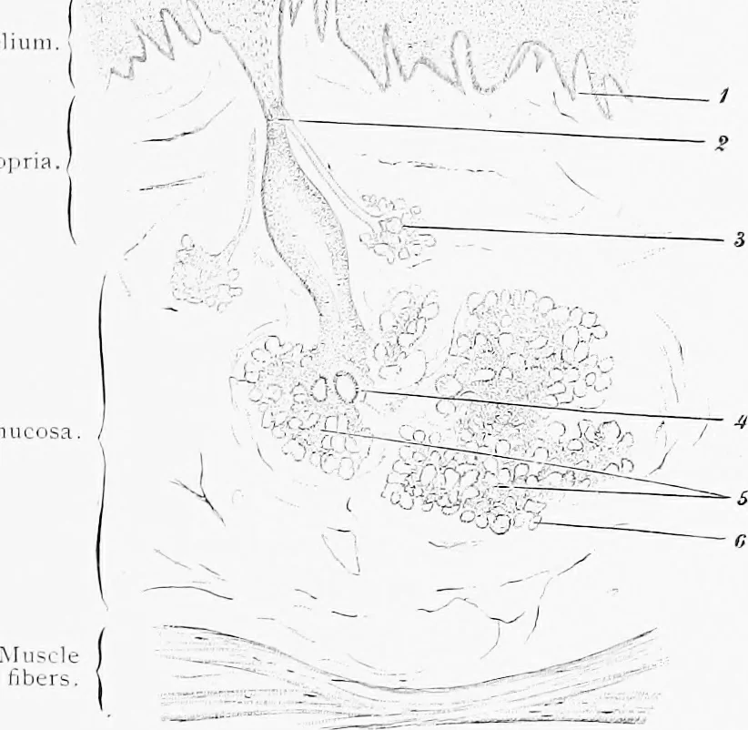 An illustration from Stöhr's histology, arranged upon an embryological basis, 1906, leaf 200