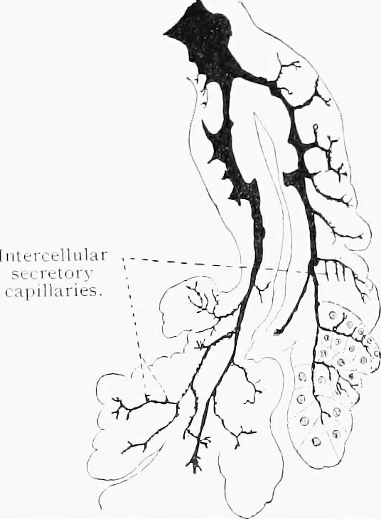 An illustration from Stöhr's histology, arranged upon an embryological basis, 1906, leaf 202