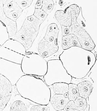 An illustration from Stöhr's histology, arranged upon an embryological basis, 1906, leaf 203