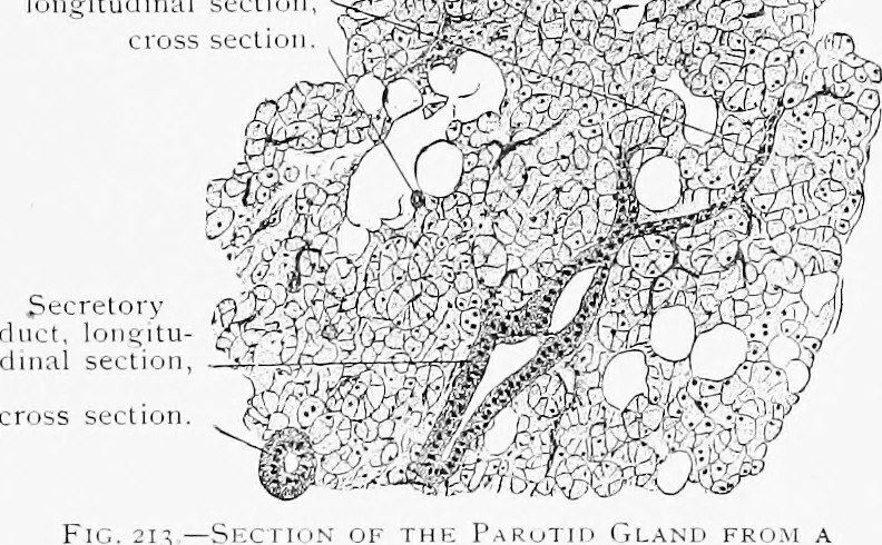 An illustration from Stöhr's histology, arranged upon an embryological basis, 1906, leaf 204