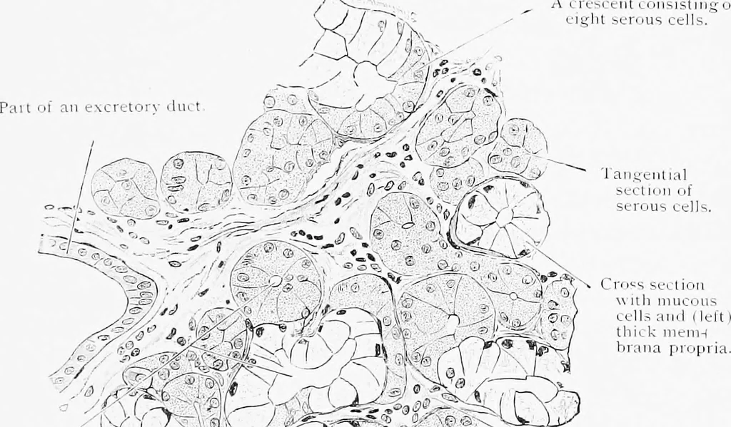 An illustration from Stöhr's histology, arranged upon an embryological basis, 1906, leaf 206