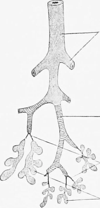 An illustration from Stöhr's histology, arranged upon an embryological basis, 1906, leaf 207