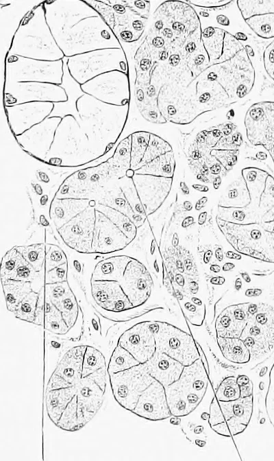 An illustration from Stöhr's histology, arranged upon an embryological basis, 1906, leaf 207