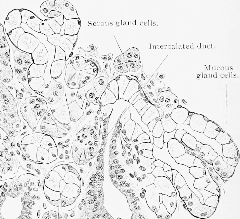 An illustration from Stöhr's histology, arranged upon an embryological basis, 1906, leaf 207