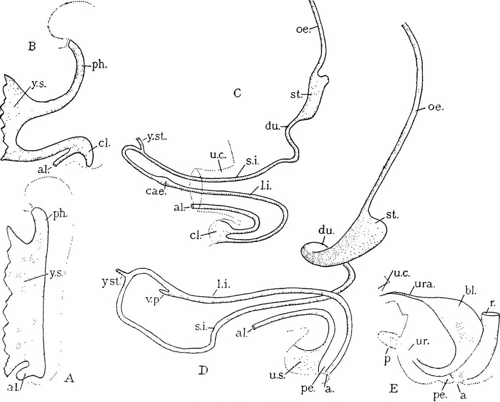 An illustration from Stöhr's histology, arranged upon an embryological basis, 1906, leaf 209