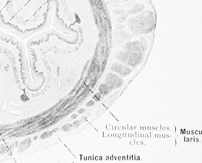An illustration from Stöhr's histology, arranged upon an embryological basis, 1906, leaf 211
