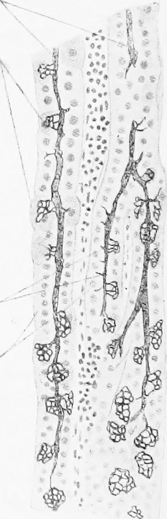 An illustration from Stöhr's histology, arranged upon an embryological basis, 1906, leaf 215