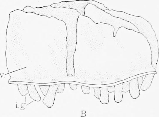 An illustration from Stöhr's histology, arranged upon an embryological basis, 1906, leaf 219