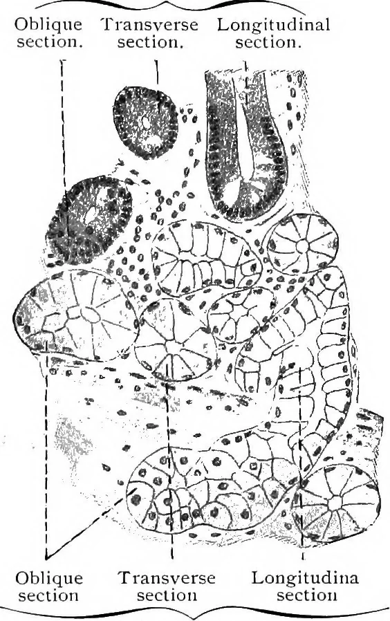 An illustration from Stöhr's histology, arranged upon an embryological basis, 1906, leaf 220