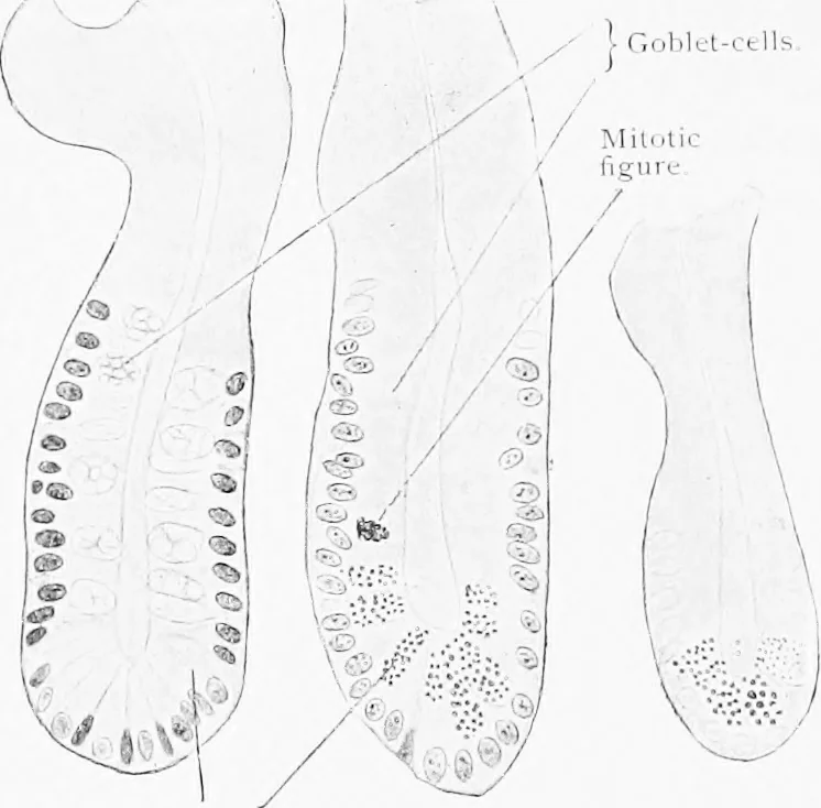 An illustration from Stöhr's histology, arranged upon an embryological basis, 1906, leaf 223