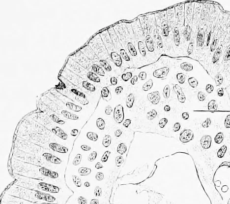 An illustration from Stöhr's histology, arranged upon an embryological basis, 1906, leaf 224