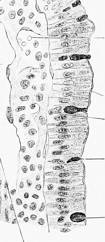 An illustration from Stöhr's histology, arranged upon an embryological basis, 1906, leaf 224