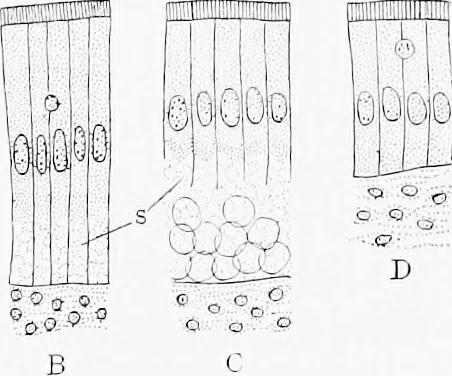An illustration from Stöhr's histology, arranged upon an embryological basis, 1906, leaf 224