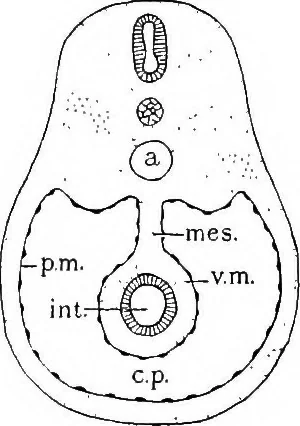 An illustration from Stöhr's histology, arranged upon an embryological basis, 1906, leaf 225