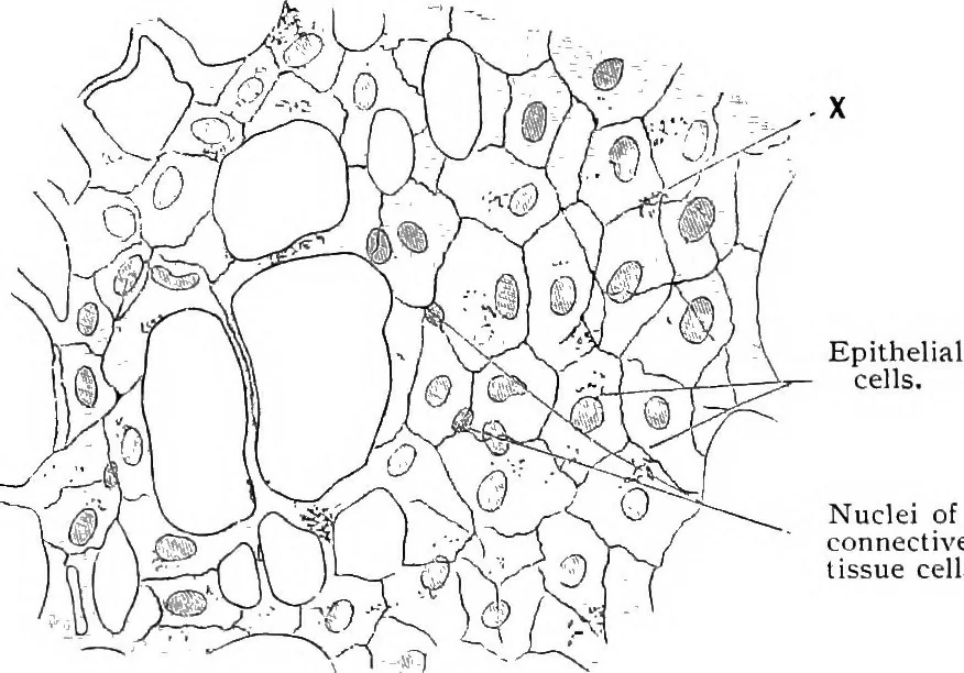 An illustration from Stöhr's histology, arranged upon an embryological basis, 1906, leaf 225
