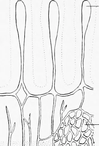 An illustration from Stöhr's histology, arranged upon an embryological basis, 1906, leaf 227