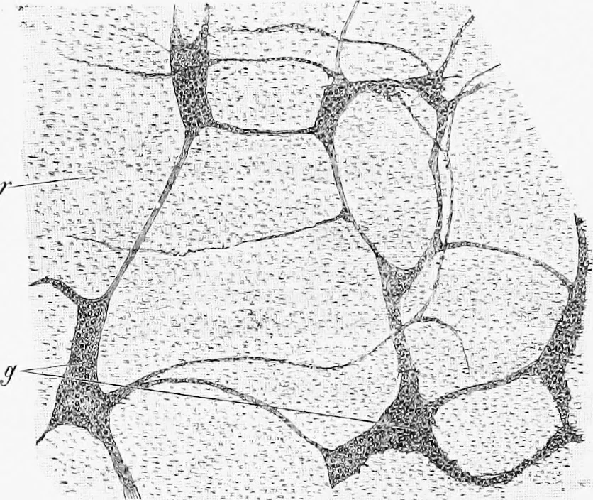 An illustration from Stöhr's histology, arranged upon an embryological basis, 1906, leaf 229