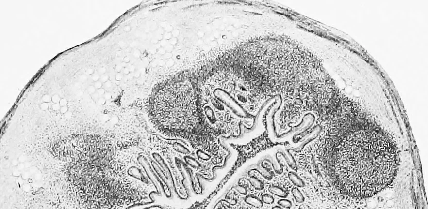 An illustration from Stöhr's histology, arranged upon an embryological basis, 1906, leaf 230