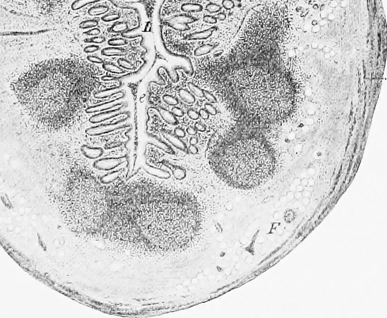 An illustration from Stöhr's histology, arranged upon an embryological basis, 1906, leaf 230