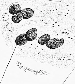 An illustration from Stöhr's histology, arranged upon an embryological basis, 1906, leaf 231