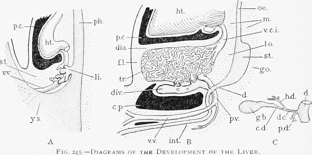 An illustration from Stöhr's histology, arranged upon an embryological basis, 1906, leaf 233