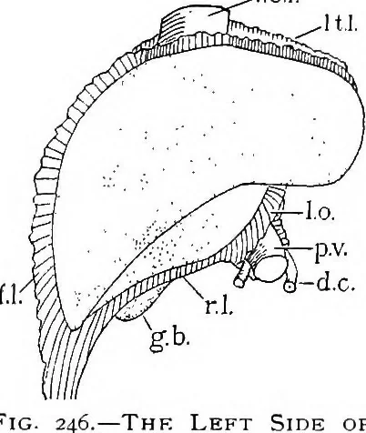 An illustration from Stöhr's histology, arranged upon an embryological basis, 1906, leaf 234