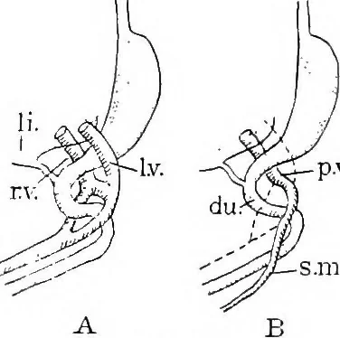 An illustration from Stöhr's histology, arranged upon an embryological basis, 1906, leaf 235
