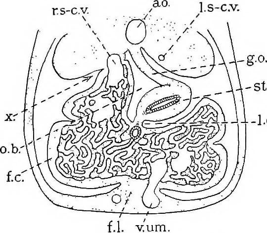 An illustration from Stöhr's histology, arranged upon an embryological basis, 1906, leaf 236