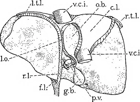 An illustration from Stöhr's histology, arranged upon an embryological basis, 1906, leaf 236