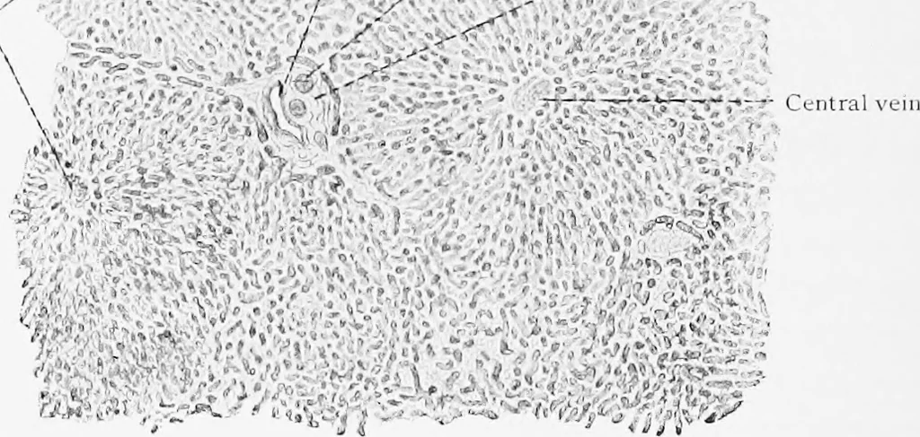 An illustration from Stöhr's histology, arranged upon an embryological basis, 1906, leaf 237