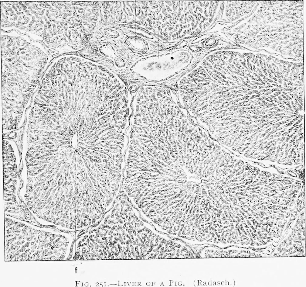 An illustration from Stöhr's histology, arranged upon an embryological basis, 1906, leaf 238