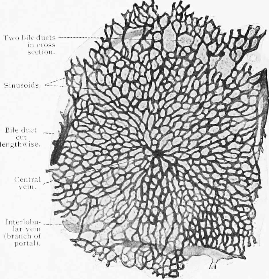 An illustration from Stöhr's histology, arranged upon an embryological basis, 1906, leaf 239