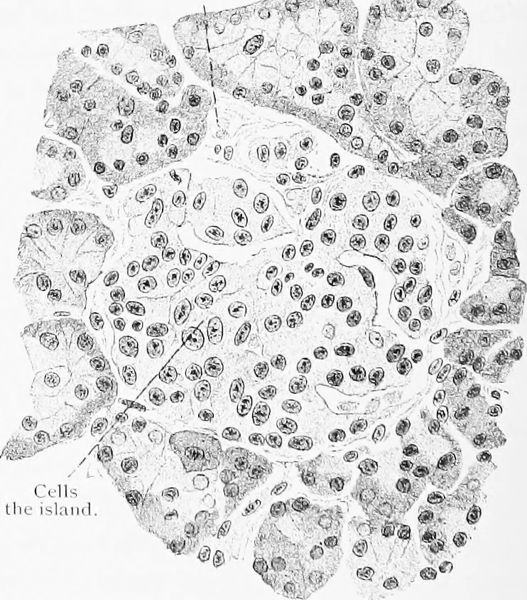 An illustration from Stöhr's histology, arranged upon an embryological basis, 1906, leaf 245