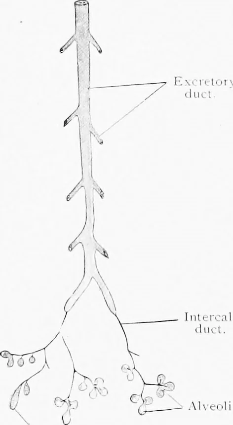 An illustration from Stöhr's histology, arranged upon an embryological basis, 1906, leaf 247