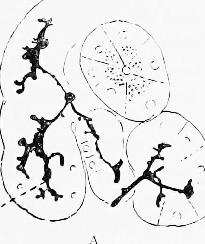 An illustration from Stöhr's histology, arranged upon an embryological basis, 1906, leaf 248