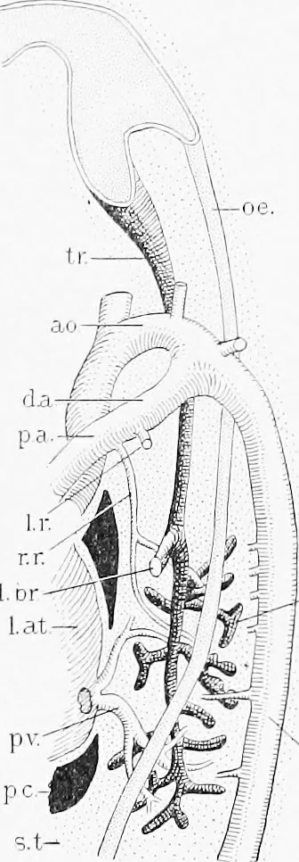 An illustration from Stöhr's histology, arranged upon an embryological basis, 1906, leaf 250