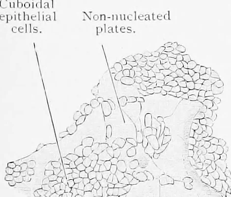 An illustration from Stöhr's histology, arranged upon an embryological basis, 1906, leaf 256