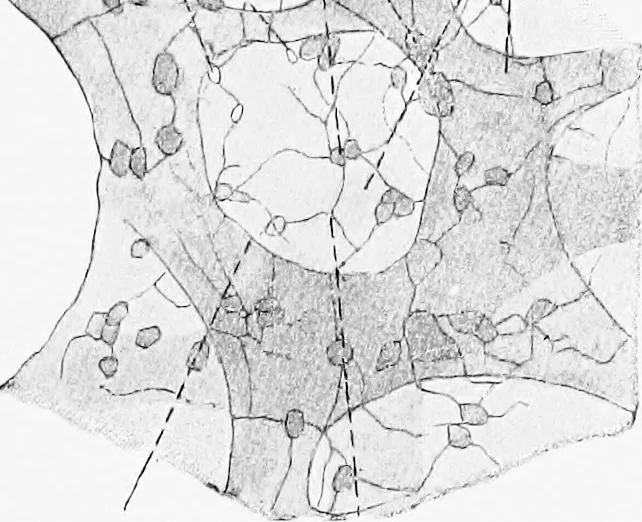 An illustration from Stöhr's histology, arranged upon an embryological basis, 1906, leaf 256