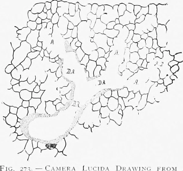 An illustration from Stöhr's histology, arranged upon an embryological basis, 1906, leaf 257