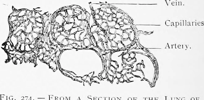 An illustration from Stöhr's histology, arranged upon an embryological basis, 1906, leaf 257