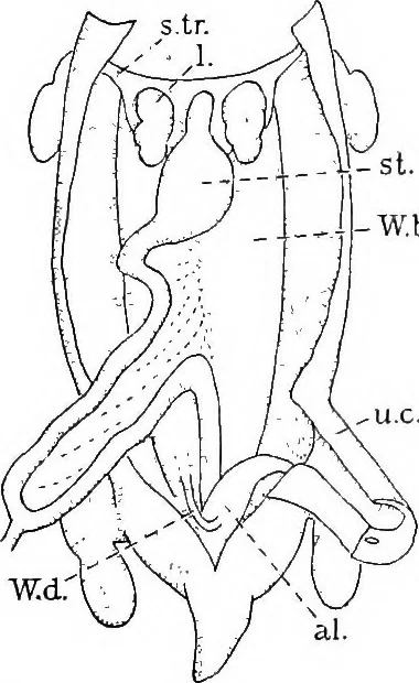 An illustration from Stöhr's histology, arranged upon an embryological basis, 1906, leaf 259