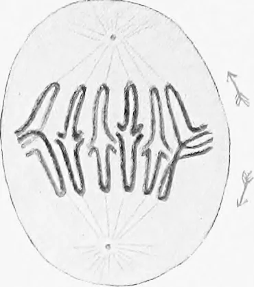 An illustration from Stöhr's histology, arranged upon an embryological basis, 1906, leaf 26