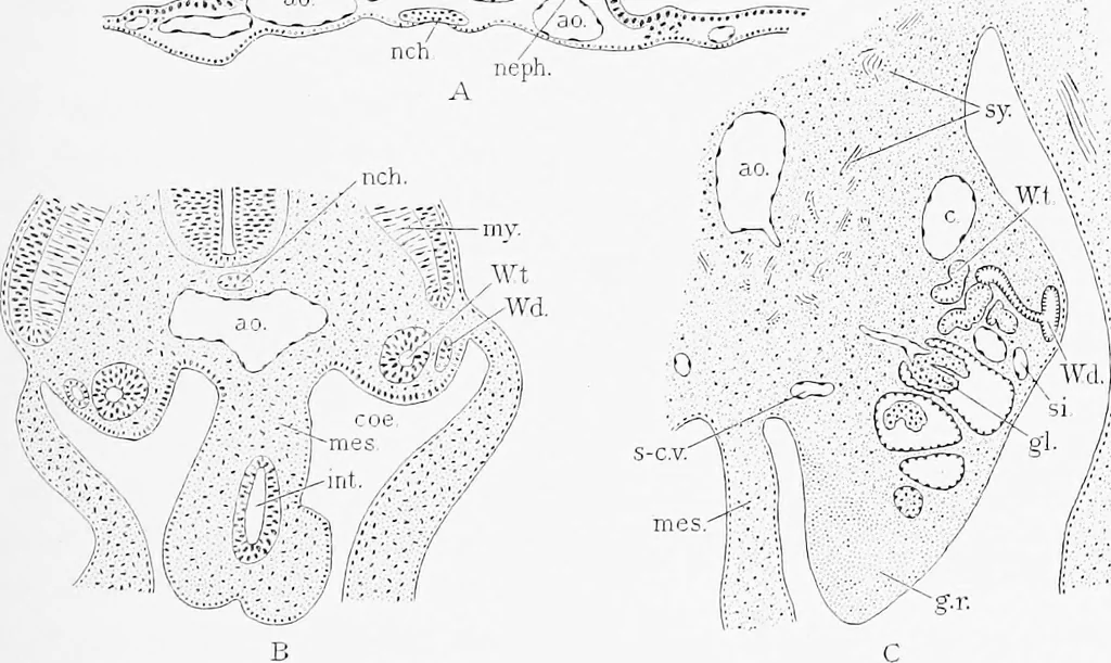 An illustration from Stöhr's histology, arranged upon an embryological basis, 1906, leaf 260